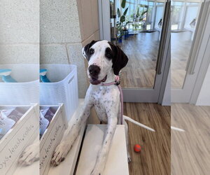 Pointer-Unknown Mix Dogs for adoption in Rowlett, TX, USA