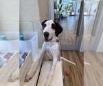 Small Pointer Mix
