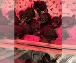 Small Photo #10 Rottweiler Puppy For Sale in GRANTS PASS, OR, USA