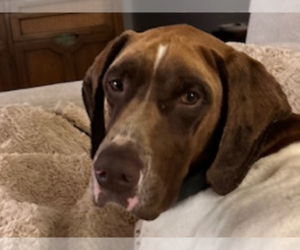 German Shorthaired Pointer Dogs for adoption in Menlo Park, CA, USA