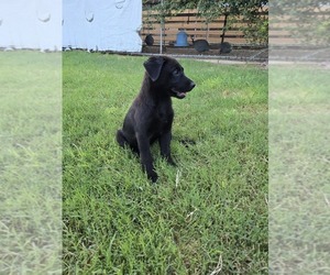 Shepradors Puppy for sale in WELLTON, AZ, USA
