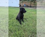 Small Shepradors
