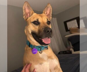 American Pit Bull Terrier-Unknown Mix Dogs for adoption in Fargo, ND, USA
