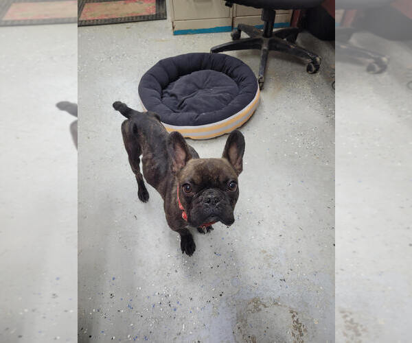 Medium Photo #3 French Bulldog Puppy For Sale in Linton, IN, USA