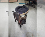 Small #2 French Bulldog