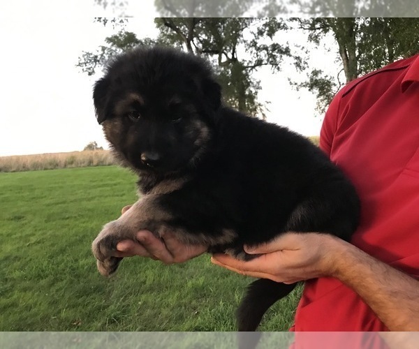 Medium Photo #40 German Shepherd Dog Puppy For Sale in APLINGTON, IA, USA