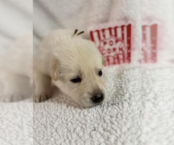 Medium Photo #4 German Shepherd Dog Puppy For Sale in PORT RICHEY, FL, USA