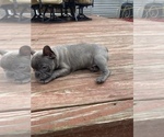 Small Photo #5 French Bulldog Puppy For Sale in WESTERVILLE, OH, USA