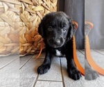 Small #5 Miniature Labradoodle