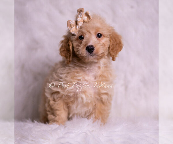 Medium Photo #2 Goldendoodle (Miniature) Puppy For Sale in WARSAW, IN, USA