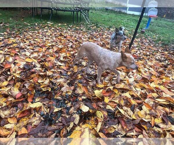 Medium Photo #1 Australian Cattle Dog Puppy For Sale in PUYALLUP, WA, USA
