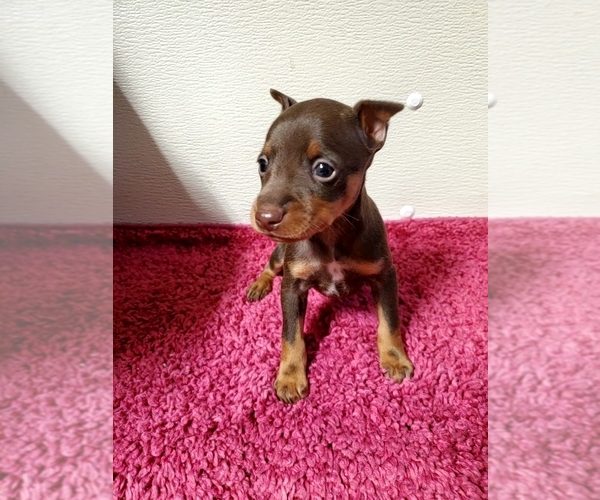 Medium Photo #2 Miniature Pinscher Puppy For Sale in NOCONA, TX, USA