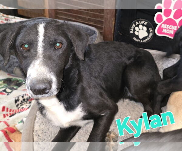 Medium Photo #10 Labrador Retriever-Unknown Mix Puppy For Sale in Oakhurst, NJ, USA