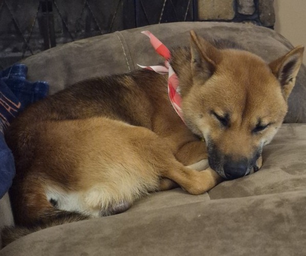 Medium Photo #1 Shiba Inu Puppy For Sale in PINSON, AL, USA