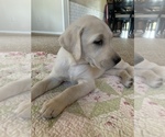 Small Photo #5 Labrador Retriever Puppy For Sale in SHERIDAN, WY, USA