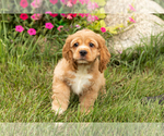 Small #4 Cocker Spaniel