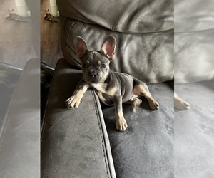 French Bulldog Puppy for Sale in CLEBURNE, Texas USA