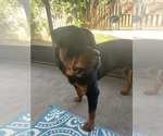 Small Photo #20 Rottweiler Puppy For Sale in PONTE VEDRA, FL, USA