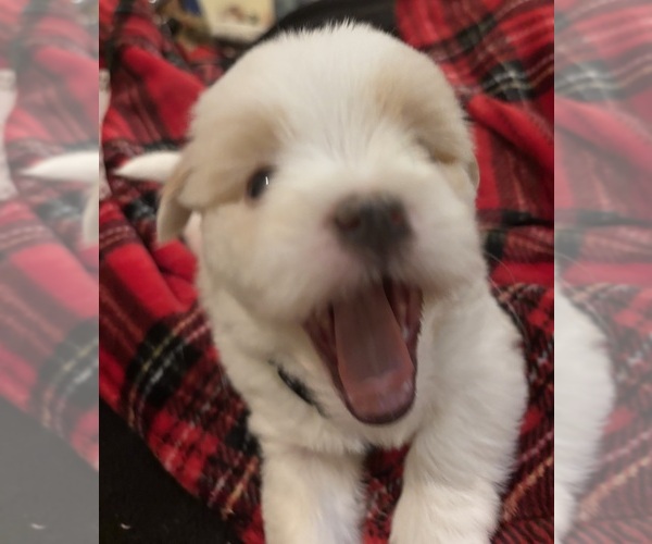 Medium Photo #5 Coton de Tulear Puppy For Sale in BIG RAPIDS, MI, USA