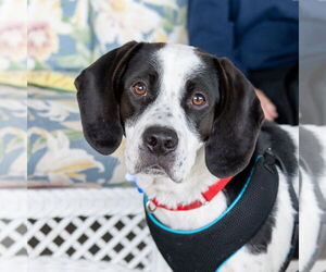 Mutt Dogs for adoption in Mundelein, IL, USA