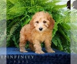 Small #1 Goldendoodle (Miniature)