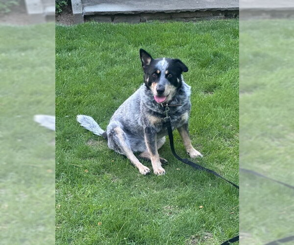 Medium Photo #1 Mutt Puppy For Sale in Garden City, NY, USA