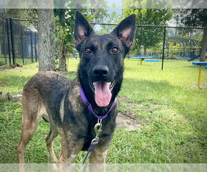 Mutt Dogs for adoption in Tavares, FL, USA