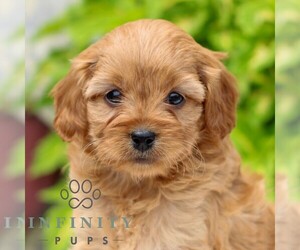 Cavapoo Puppy for sale in NARVON, PA, USA