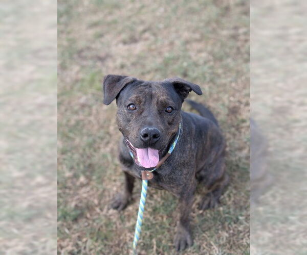 Medium Photo #2 Mutt Puppy For Sale in Louisville, KY, USA