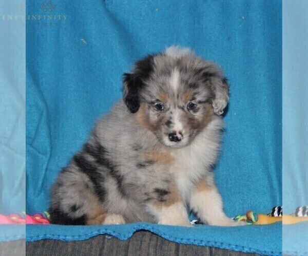 Medium Photo #3 Australian Shepherd Puppy For Sale in HOLTWOOD, PA, USA