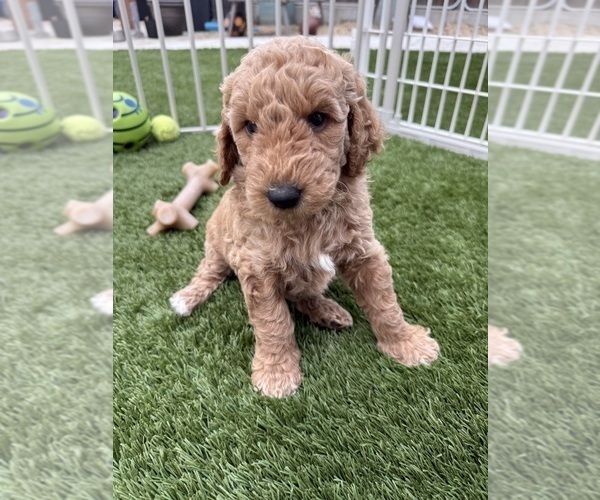 Medium Photo #1 Goldendoodle Puppy For Sale in OAKLAND, CA, USA
