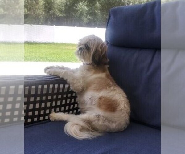 Medium Photo #1 Shih Tzu Puppy For Sale in PARRISH, FL, USA
