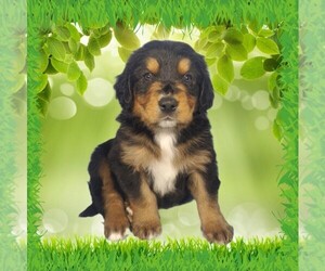 Golden Mountain Dog Litter for sale in BLACK FOREST, CO, USA