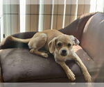 Small #2 Silkyhuahua