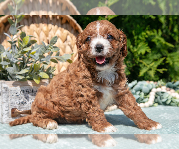 Medium Photo #4 Cavapoo Puppy For Sale in KIRKWOOD, PA, USA
