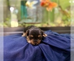 Small #12 Morkie
