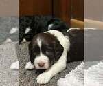Puppy 3 English Springer Spaniel