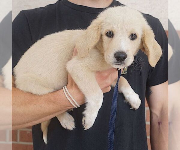 Medium Photo #2 Labrador Retriever Puppy For Sale in Carrollton, TX, USA