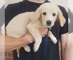 Small #1 Labrador Retriever