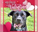Small Labrador Retriever Mix