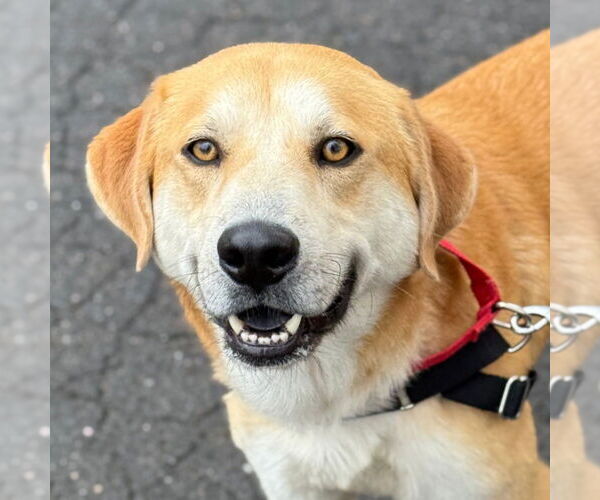 Medium Photo #15 Mutt Puppy For Sale in Canton, CT, USA