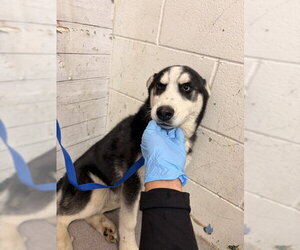 Siberian Husky-Unknown Mix Dogs for adoption in San Bernardino, CA, USA