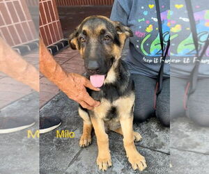 German Shepherd Dog Dogs for adoption in Bolivar, MO, USA