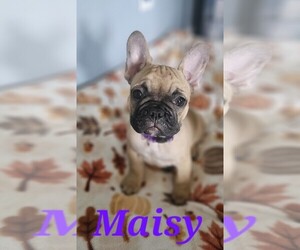 French Bulldog Puppy for sale in GALT, CA, USA