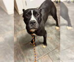 Small #15 American Pit Bull Terrier Mix
