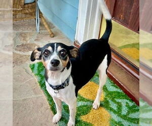 Rat Terrier Dogs for adoption in Atlanta, GA, USA