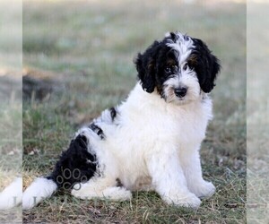 Bernedoodle (Miniature) Puppy for sale in NEW HOLLAND, PA, USA