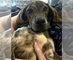 Small #7 Basset Hound-Plott Hound Mix