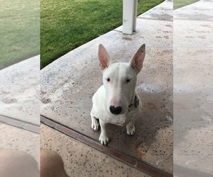 Bull Terrier Puppy for sale in LONG BEACH, CA, USA