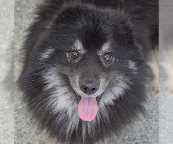 Medium Photo #5 Pomsky Puppy For Sale in Huntley, IL, USA
